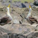 Albatros des Galapagos