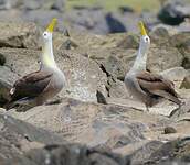 Albatros des Galapagos