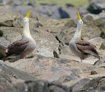 Albatros des Galapagos