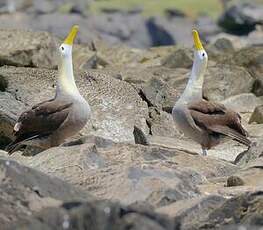 Albatros des Galapagos