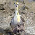 Albatros des Galapagos