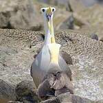 Albatros des Galapagos