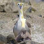 Albatros des Galapagos