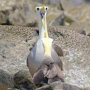 Albatros des Galapagos