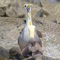 Albatros des Galapagos