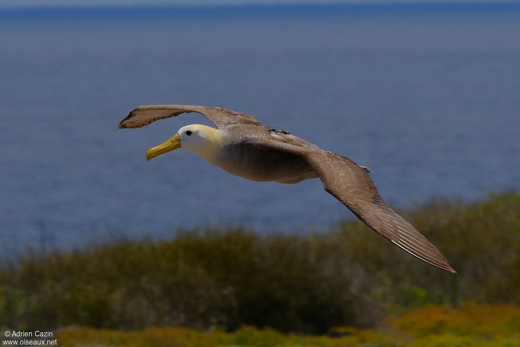 Albatros des Galapagosadulte, Vol
