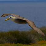 Albatros des Galapagos