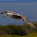 Albatros des Galapagos