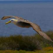 Albatros des Galapagos