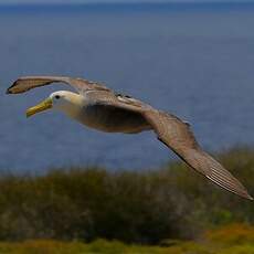 Albatros des Galapagos