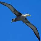 Albatros des Galapagos