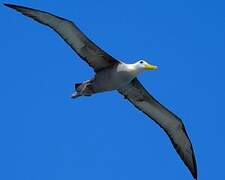 Albatros des Galapagos