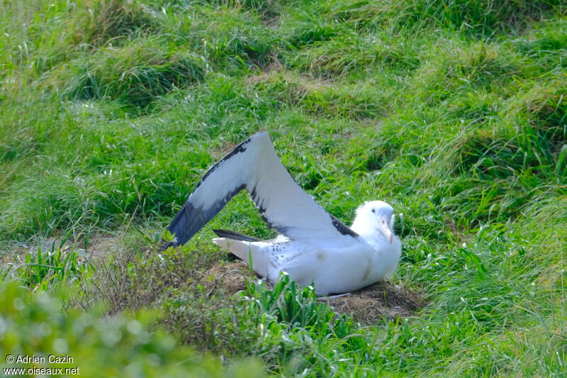 Albatros royal du Nordjuvénile, Nidification