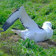 Northern Royal Albatross