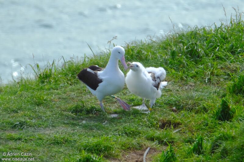 Albatros royal du Nord, identification, Nidification