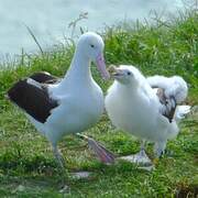 Northern Royal Albatross