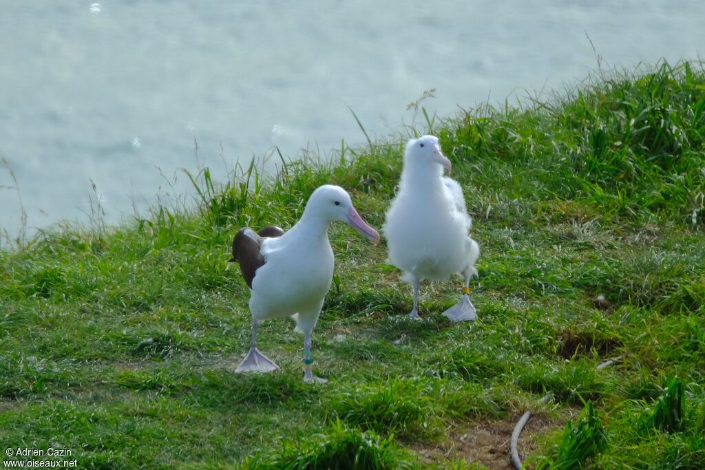 Northern Royal Albatross, walking