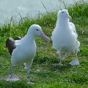 Northern Royal Albatross