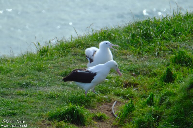 Albatros royal du Nord, marche