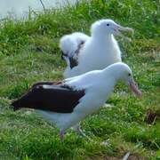 Northern Royal Albatross