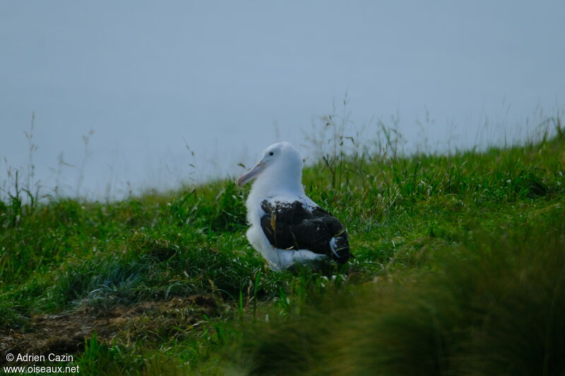 Albatros royal du Nordjuvénile