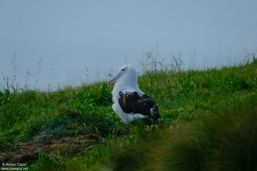 Northern Royal Albatrossjuvenile