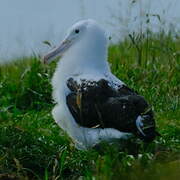 Northern Royal Albatross