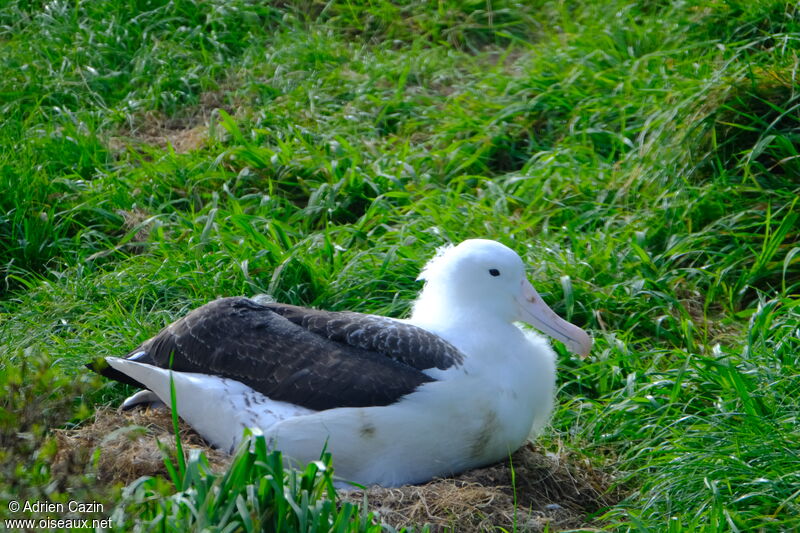 Albatros royal du Nordjuvénile, identification, Nidification