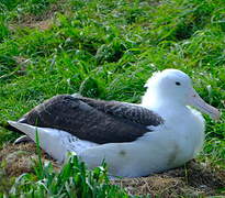 Northern Royal Albatross