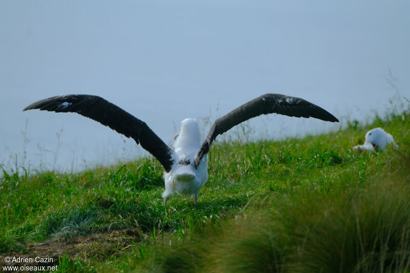 Northern Royal Albatrossjuvenile, walking, Behaviour