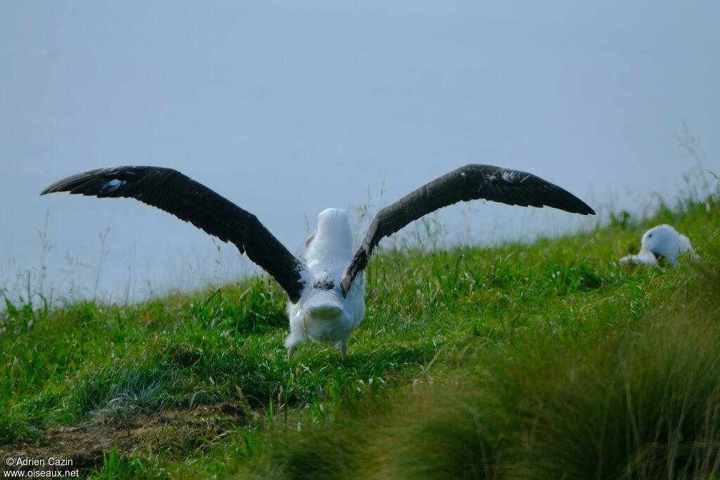 Northern Royal Albatrossjuvenile, walking, Behaviour