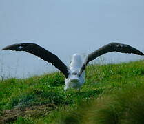 Northern Royal Albatross