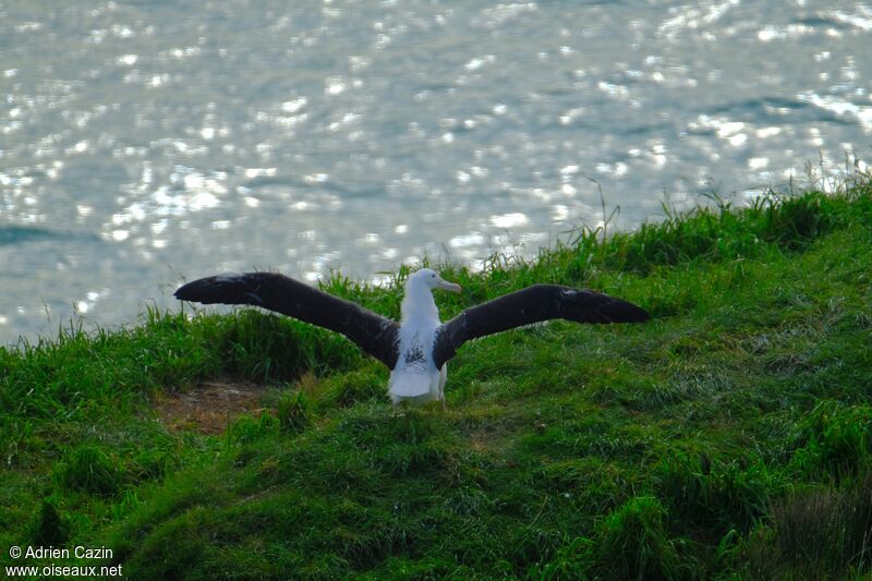 Albatros royal du Nordjuvénile, marche, Comportement