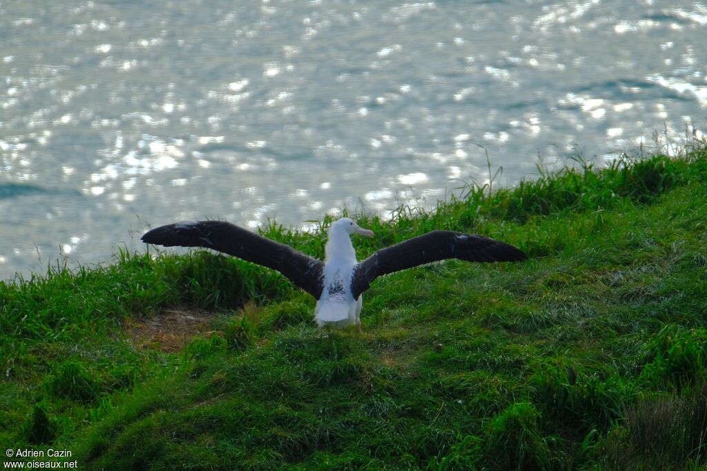 Northern Royal Albatrossjuvenile, walking, Behaviour