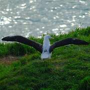 Northern Royal Albatross