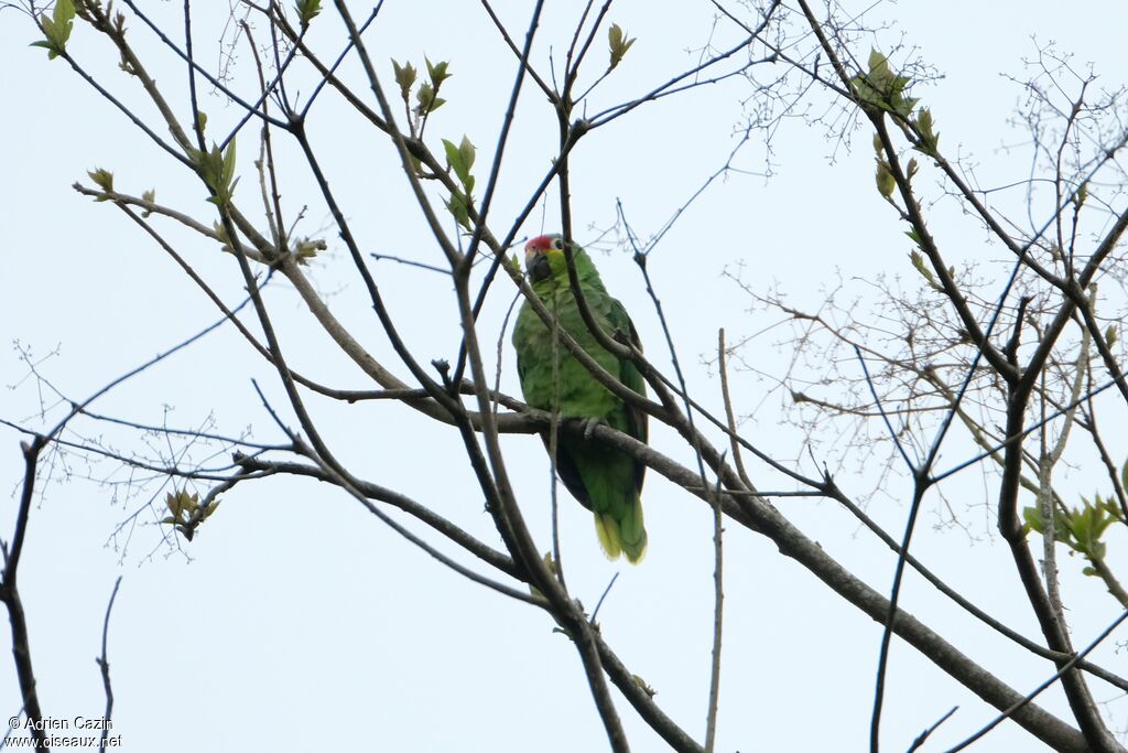 Red-lored Amazon, identification