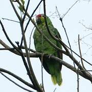 Red-lored Amazon