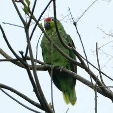 Amazone à lores rouges