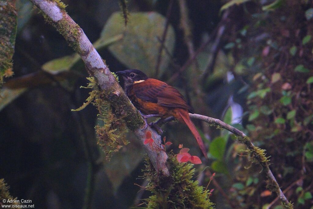 Pacific Tuftedcheekadult, identification