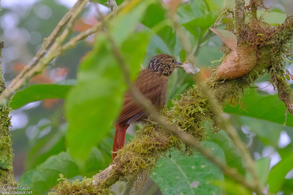 Striped Treehunter, eats