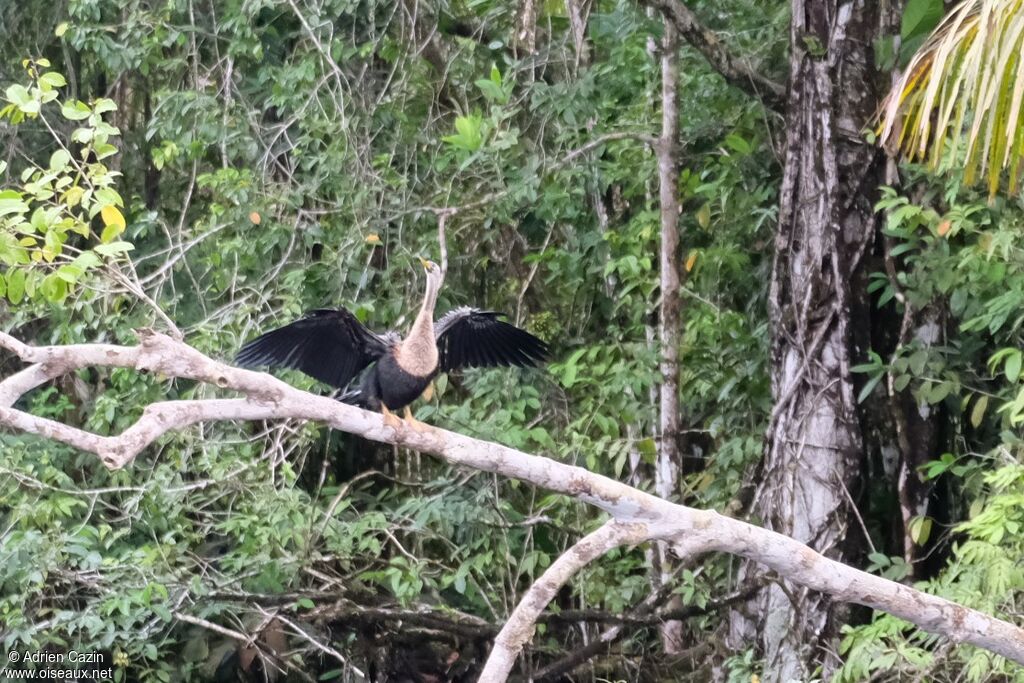 Anhinga d'Amérique