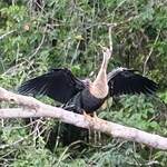 Anhinga d'Amérique