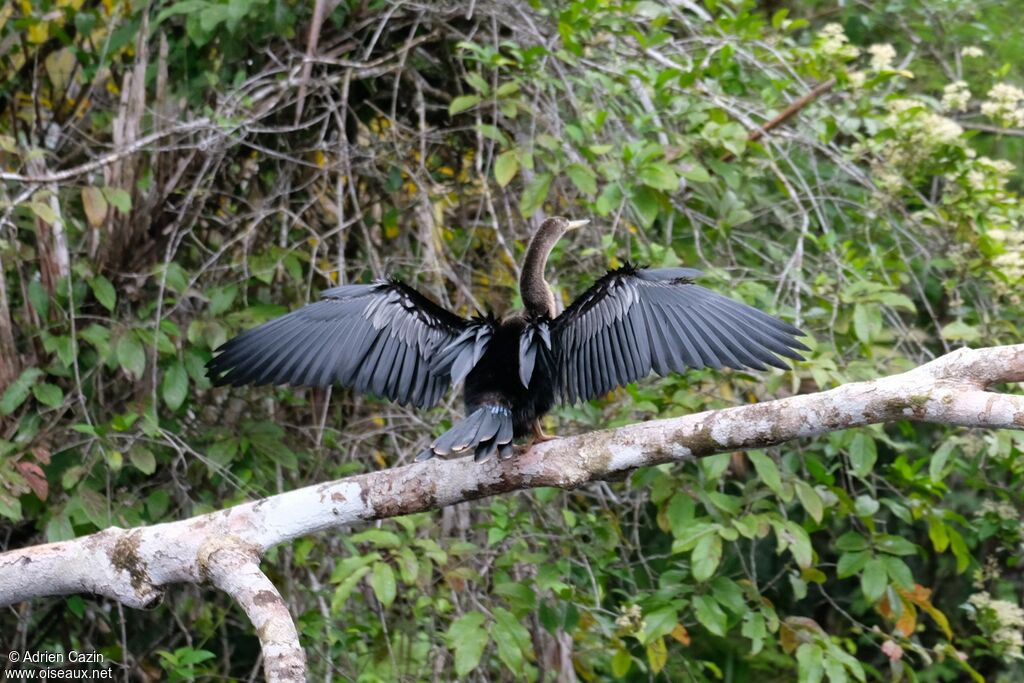 Anhinga d'Amérique