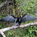 Anhinga d'Amérique