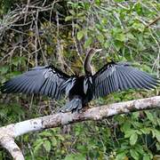 Anhinga