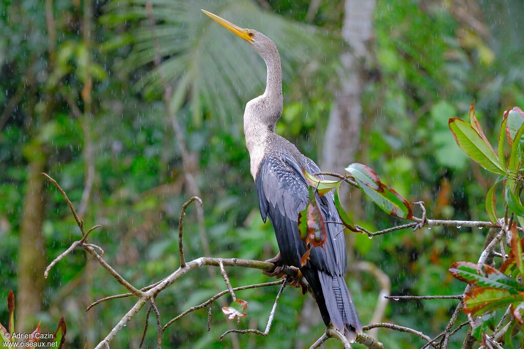 Anhingaimmature