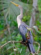 Anhinga d'Amérique