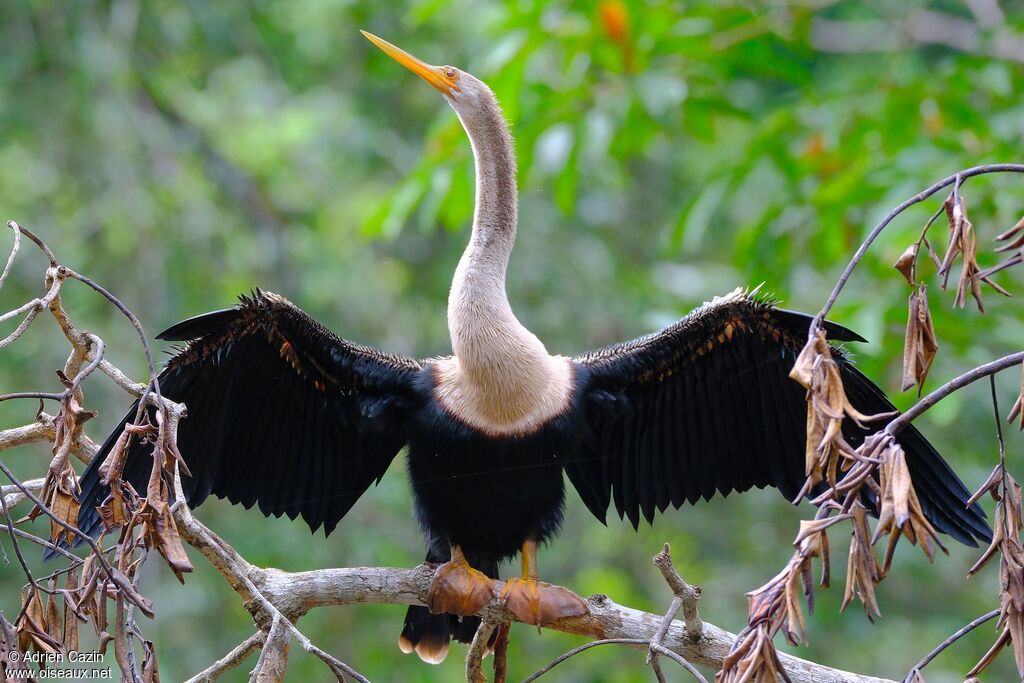 Anhinga d'Amérique femelle adulte, soins