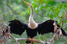 Anhinga d'Amérique