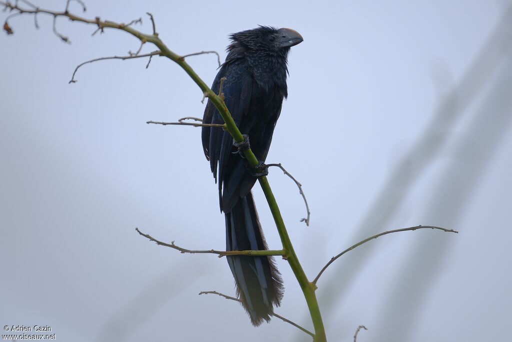 Smooth-billed Aniadult